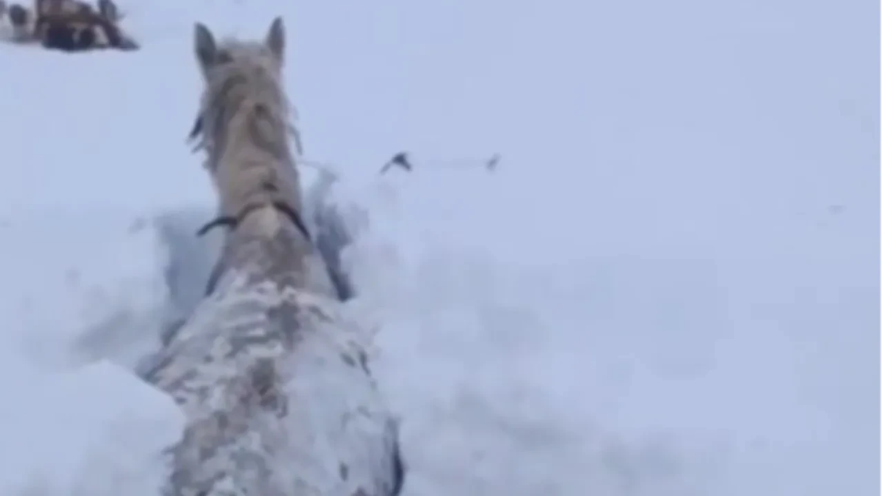 Kars’ta kar esareti: Bu kez araç değil at kara gömüldü
