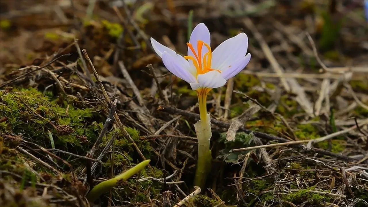 Üçüncü cemre düştü mü toprağa ne zaman düşecek?