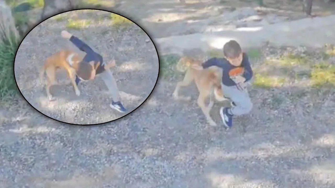 Bir başıboş köpek dehşeti daha! 7 yaşındaki çocuk hastanelik oldu