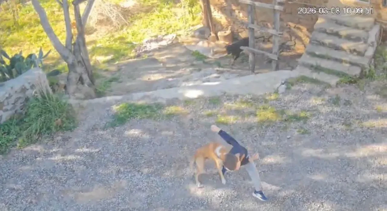 Bir başıboş köpek dehşeti daha! 7 yaşındaki çocuk hastanelik oldu