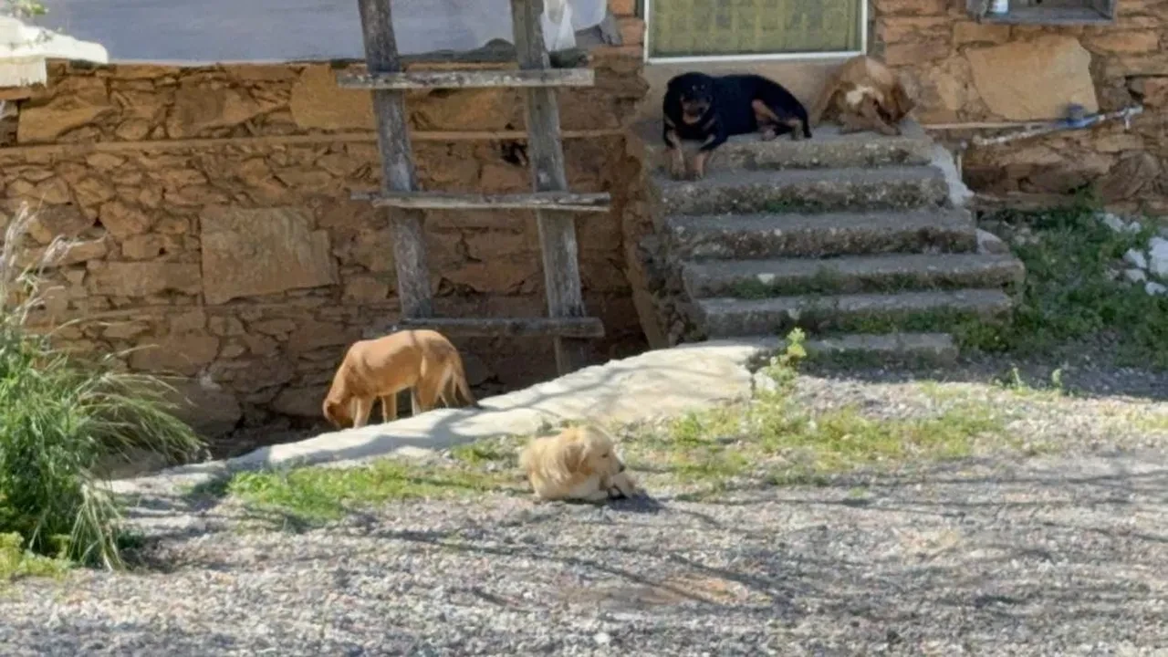 Bir başıboş köpek dehşeti daha! 7 yaşındaki çocuk hastanelik oldu