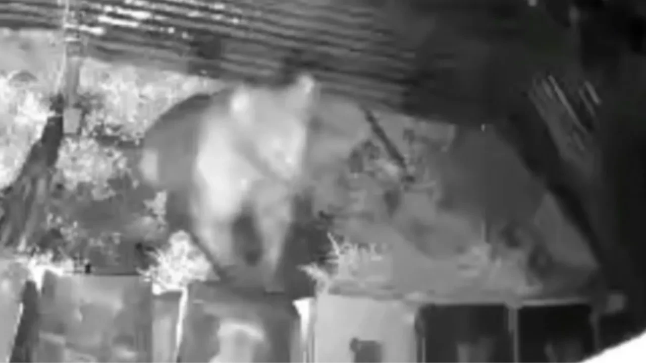 Kış uykusundan uyandı kovanlara saldırdı! Ayının o anları kamerada