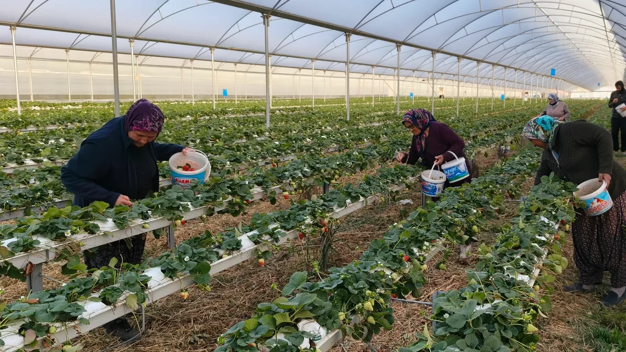 Silifke deyince akla yoğurt geliyordu! Şimdi 50 bin tonluk meyve üretimiyle konuşuluyor