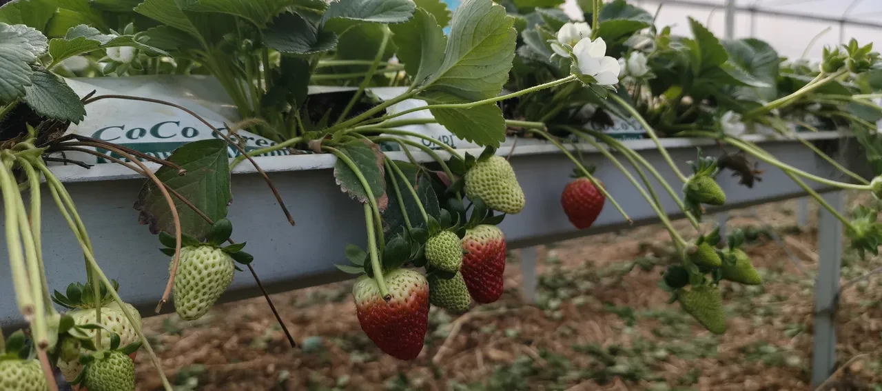 Silifke deyince akla yoğurt geliyordu! Şimdi 50 bin tonluk meyve üretimiyle konuşuluyor
