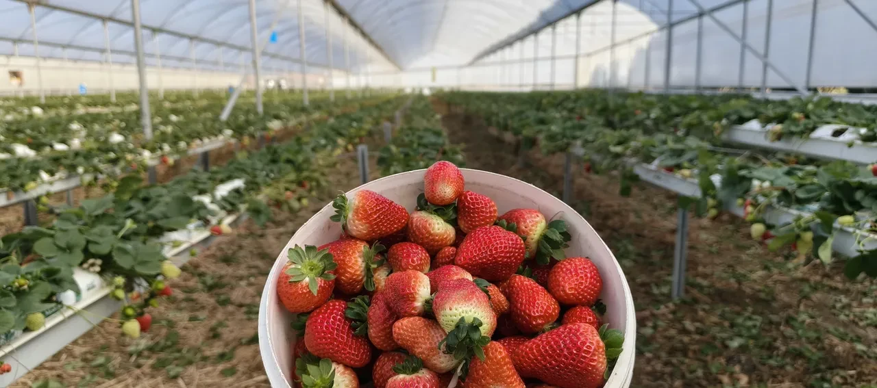 Silifke deyince akla yoğurt geliyordu! Şimdi 50 bin tonluk meyve üretimiyle konuşuluyor
