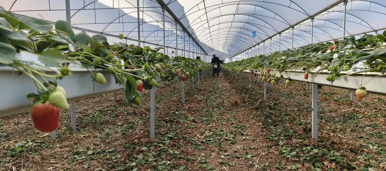 Silifke deyince akla yoğurt geliyordu! Şimdi 50 bin tonluk meyve üretimiyle konuşuluyor