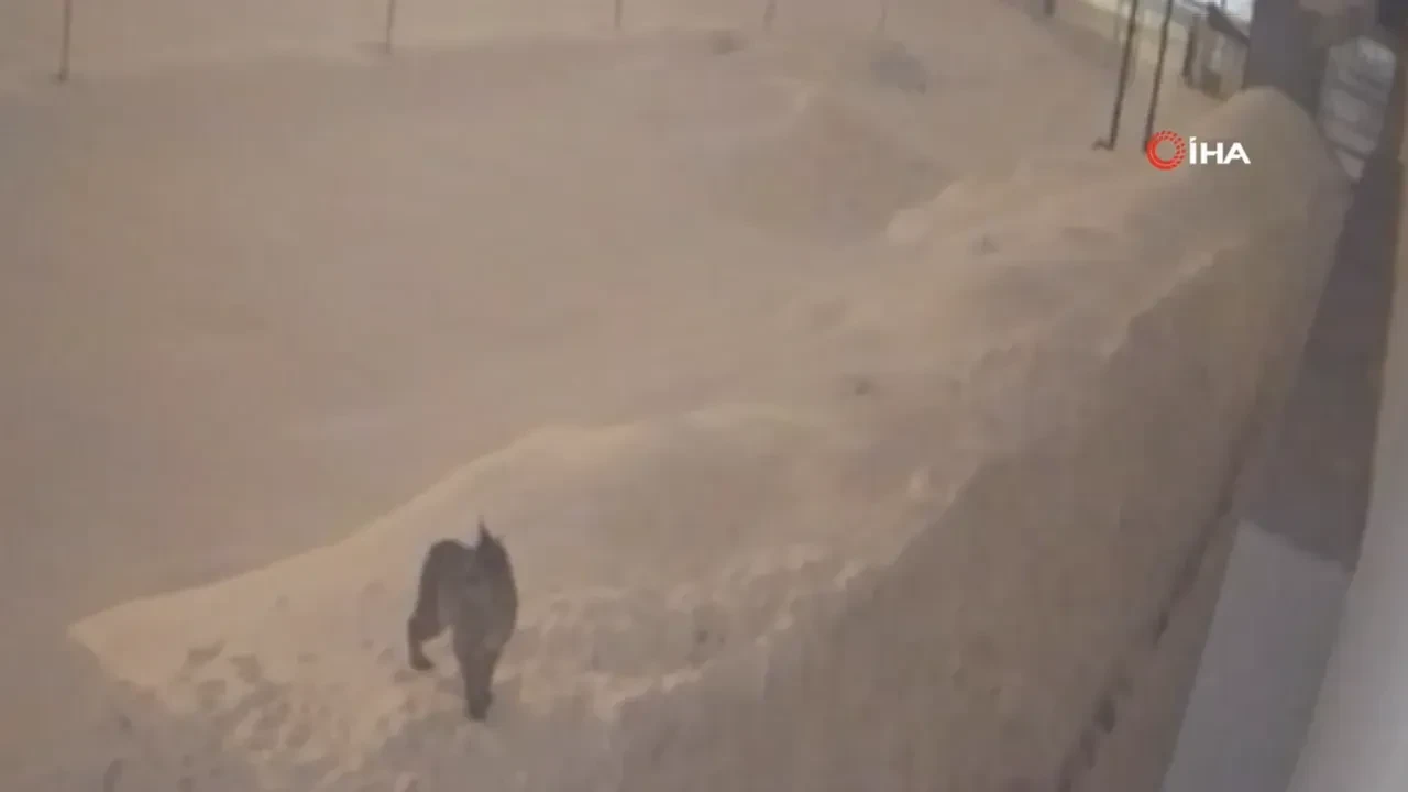 Yüksekova'da vaşak şehir merkezine indi! O anlar kamerada