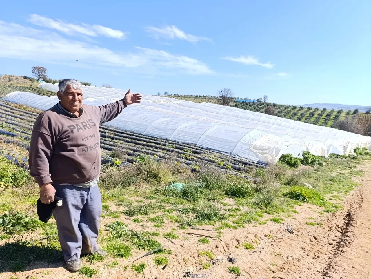 Adeta altın sezonunu yaşıyor! Köprübaşı çileği yüzleri güldürdü: İşte fiyatı