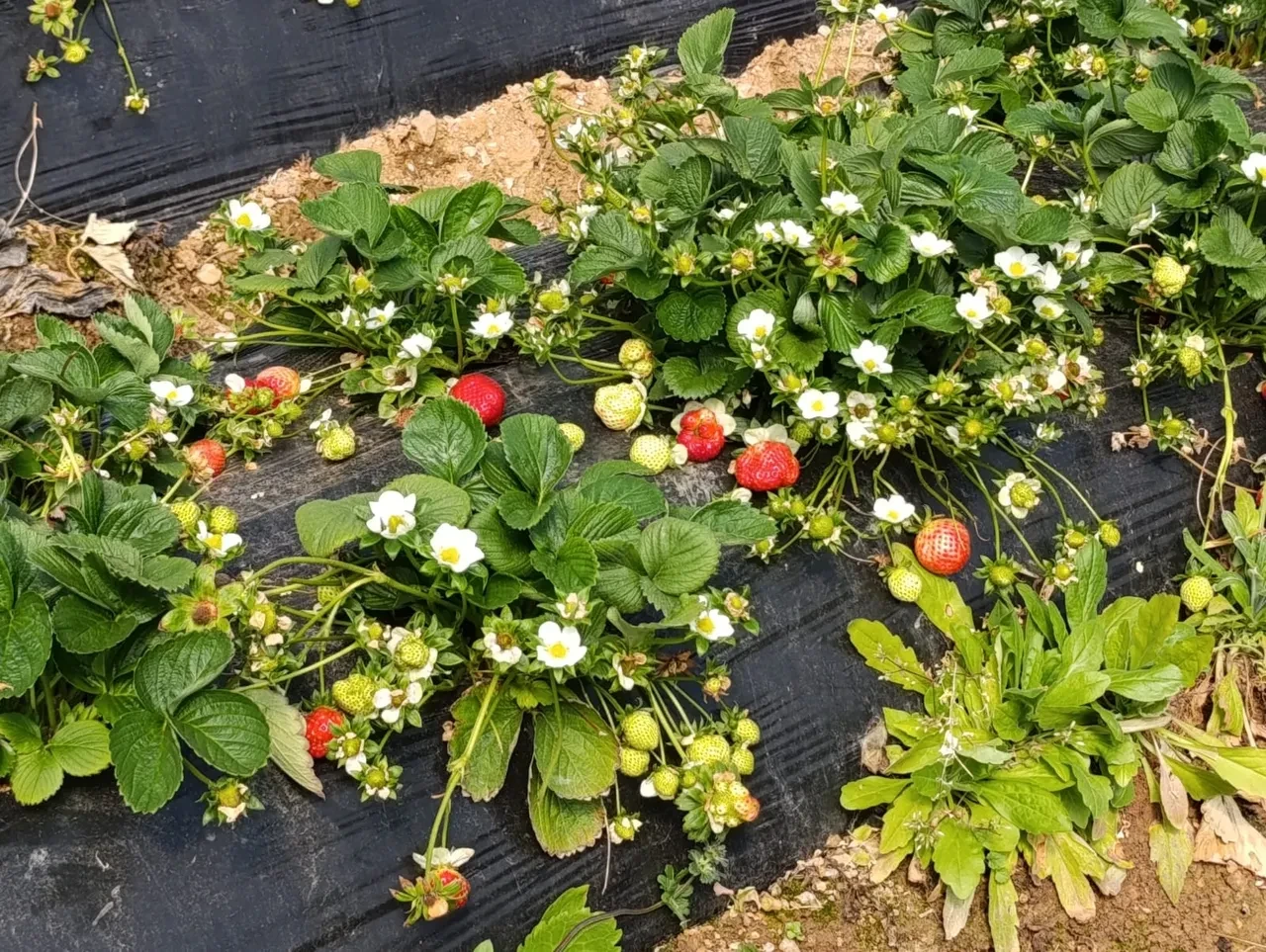 Adeta altın sezonunu yaşıyor! Köprübaşı çileği yüzleri güldürdü: İşte fiyatı