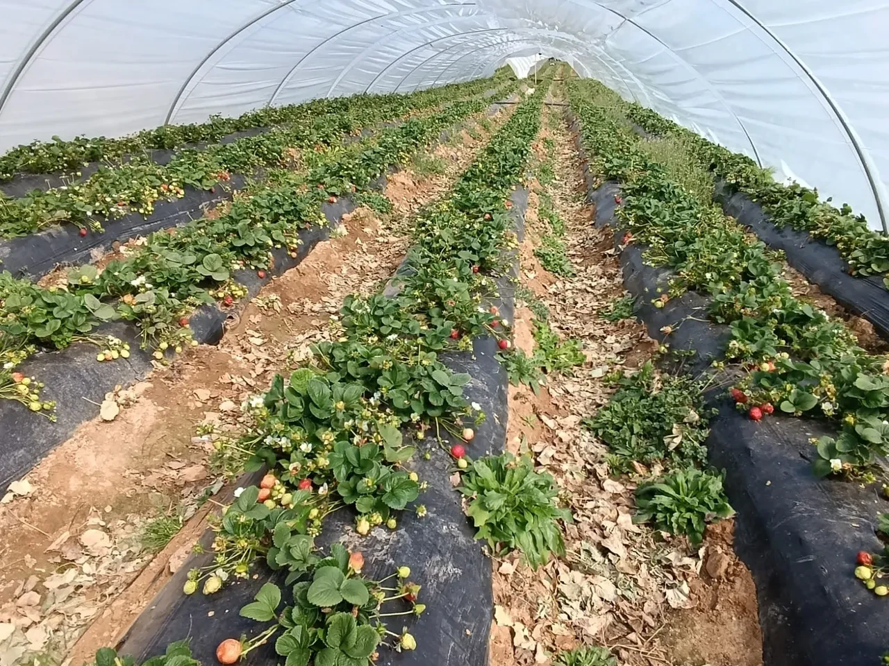 Adeta altın sezonunu yaşıyor! Köprübaşı çileği yüzleri güldürdü: İşte fiyatı