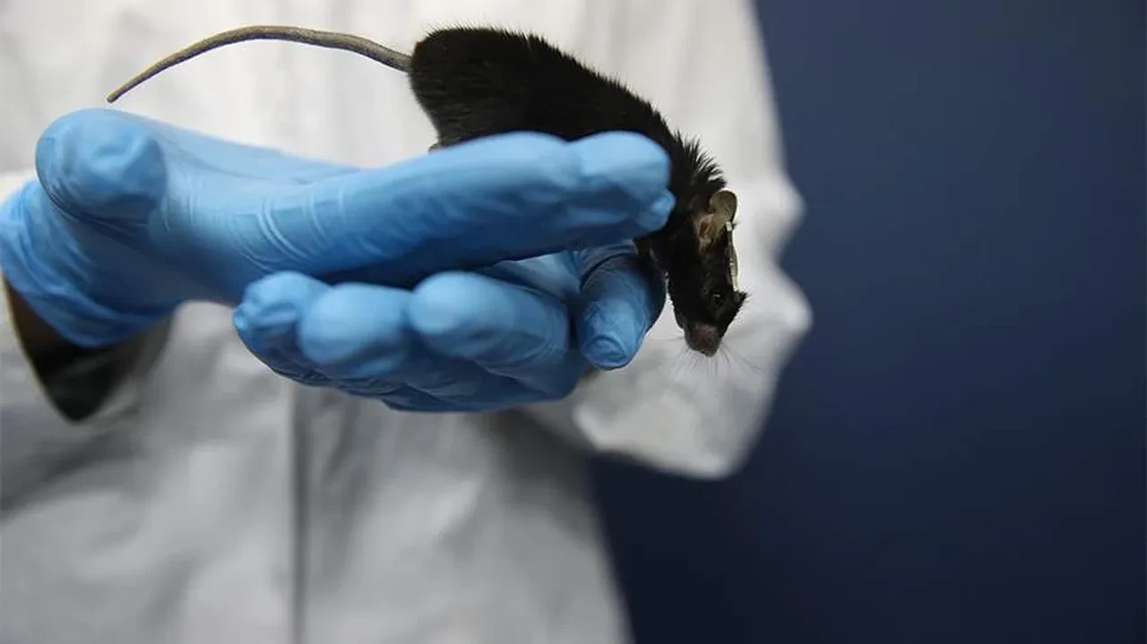 Bilim insanları dondurulmuş beyni yeniden çalıştırdı!