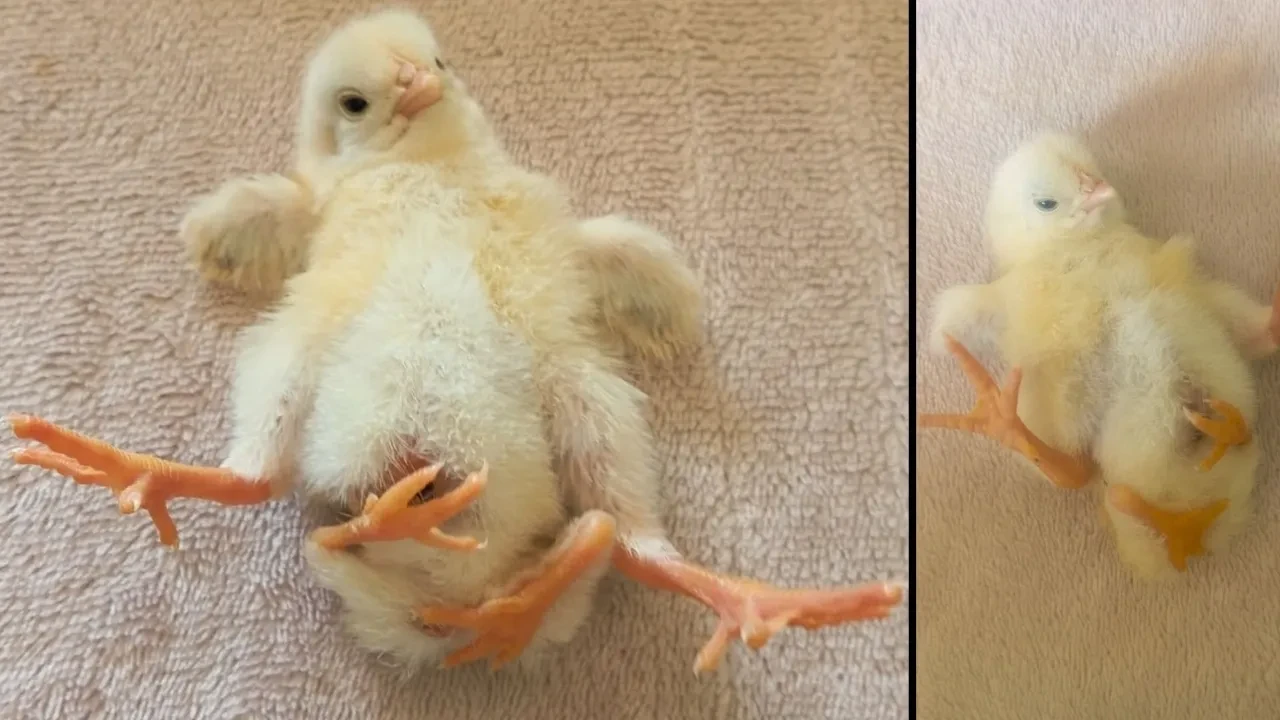 Dört ayaklı civciv görenleri hayrete düşürdü! Kısa sürede ilgi odağı oldu