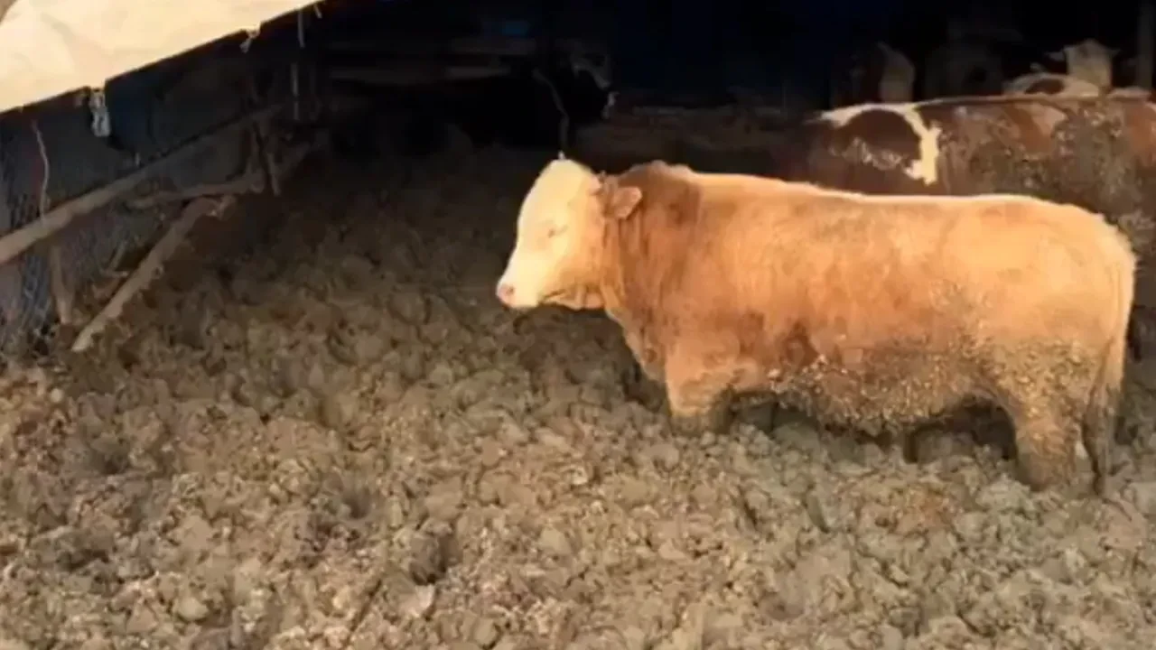 Hayvanlar kilo alsın diye resmen işkence ettiler! Hareketsiz kalsınlar diye çamura sapladılar, ceza yediler