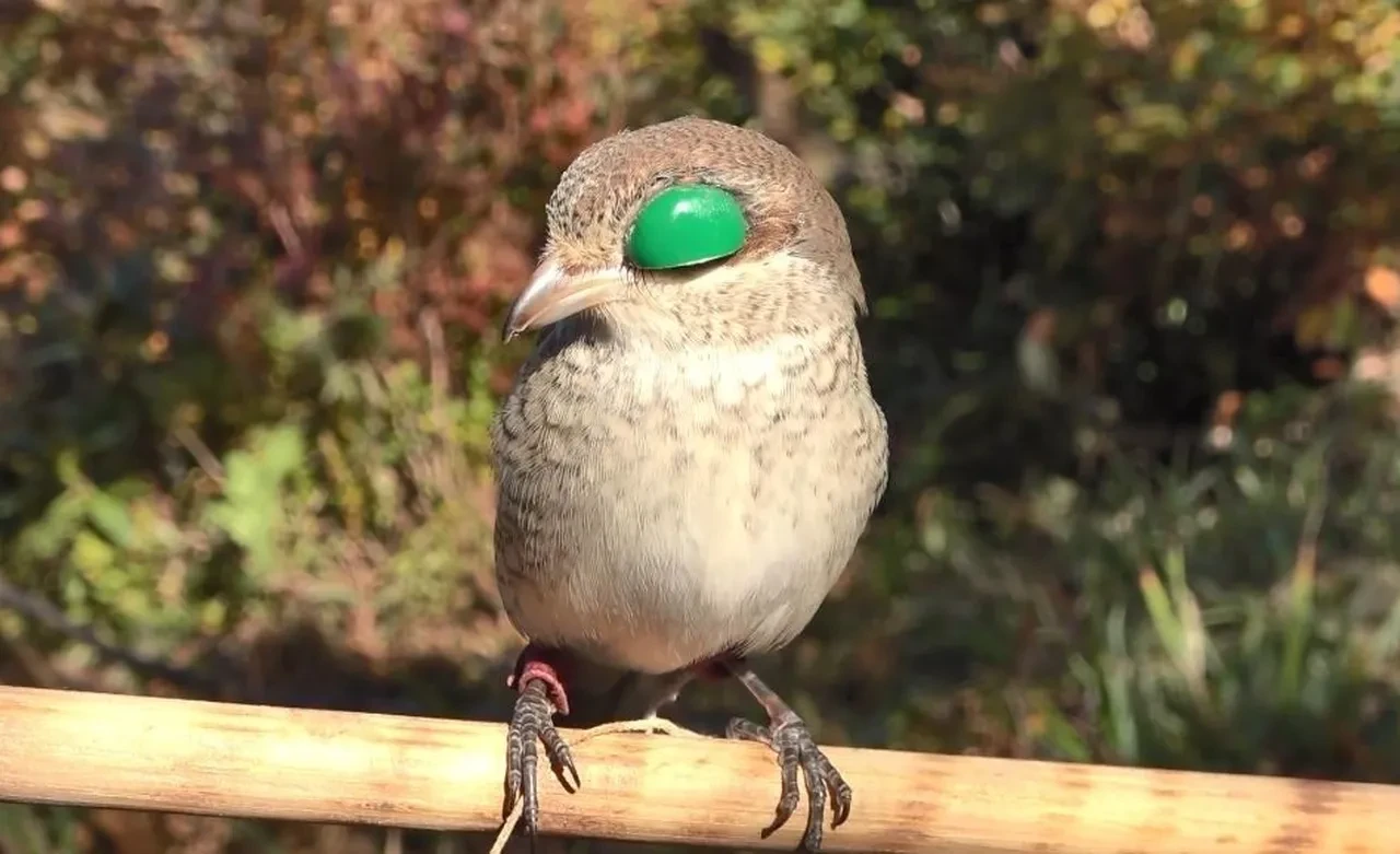 TBMM'den Rize ve Artvin için sevindiren karar: Atmacacılık geleneğine izin çıktı