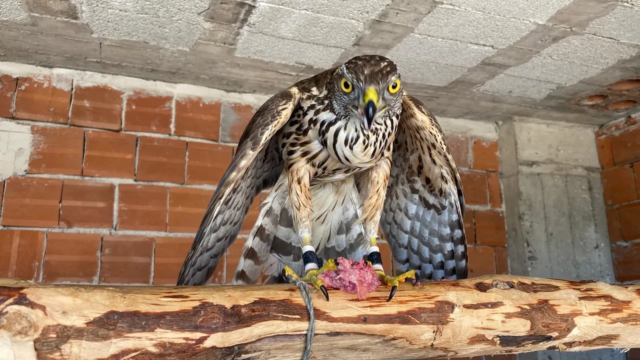 TBMM'den Rize ve Artvin için sevindiren karar: Atmacacılık geleneğine izin çıktı