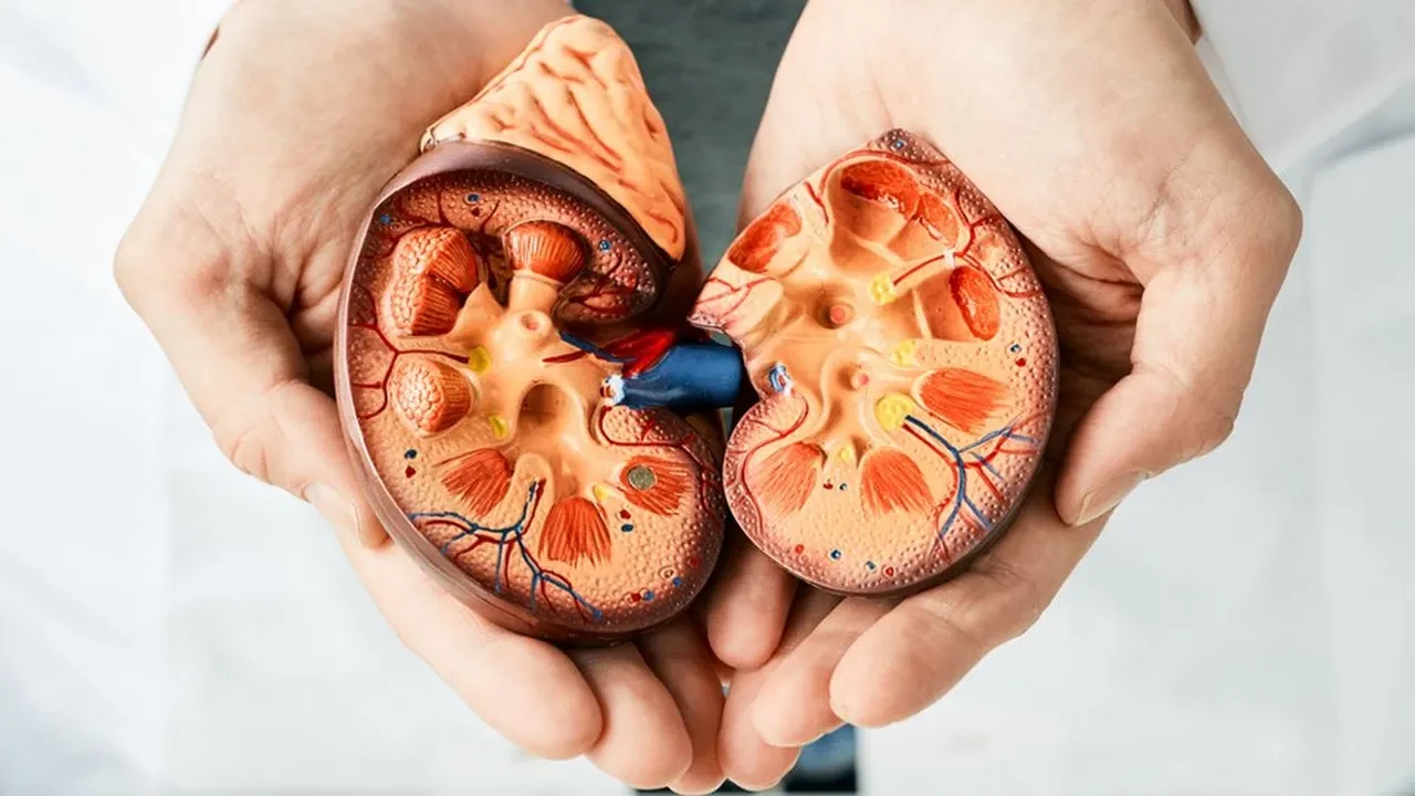 Uzmanı uyardı: "Dünyada her dakika 3 kişi kronik böbrek hastalığı nedeniyle hayatını kaybediyor"
