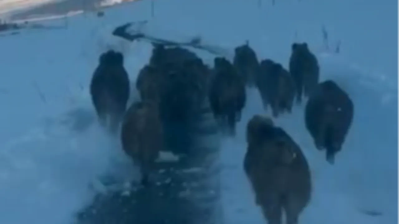 Ardahan'da karlı köy yolunda domuz sürüsü kameralara yansıdı!