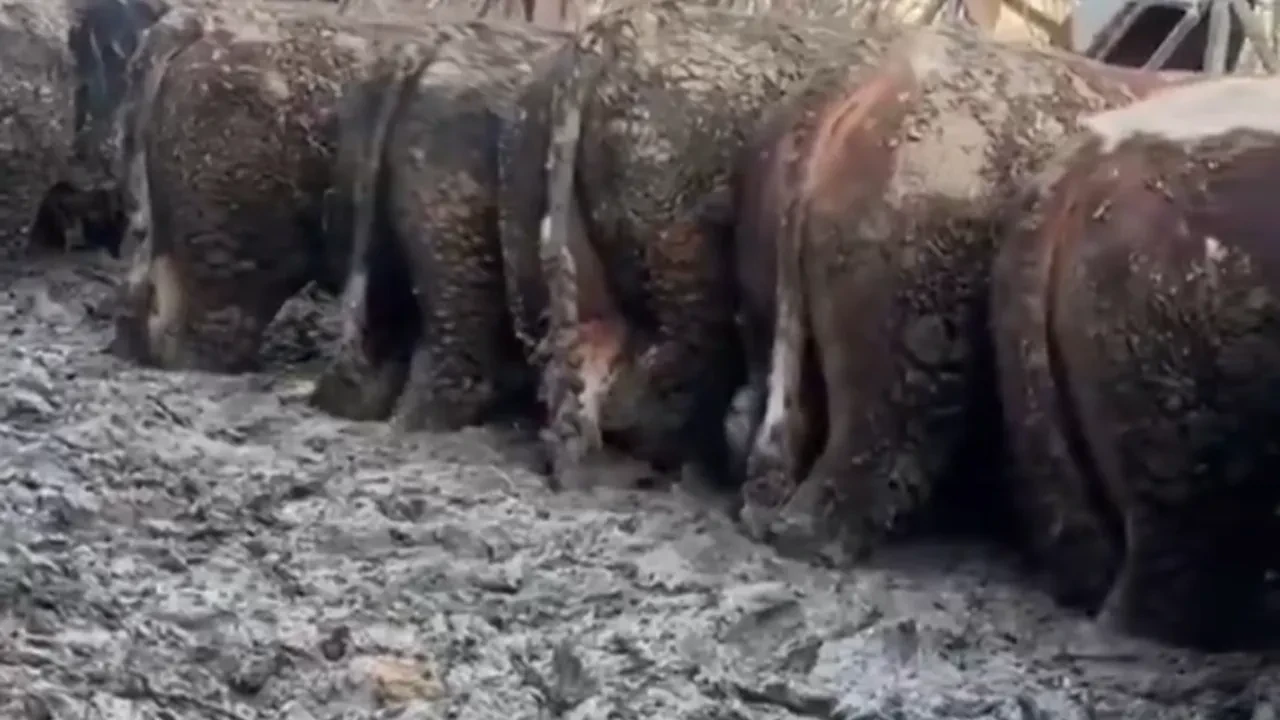 Kurbanlıkların görüntüsü sosyal medyada tepki çekti: Bakanlık inceleme başlattı