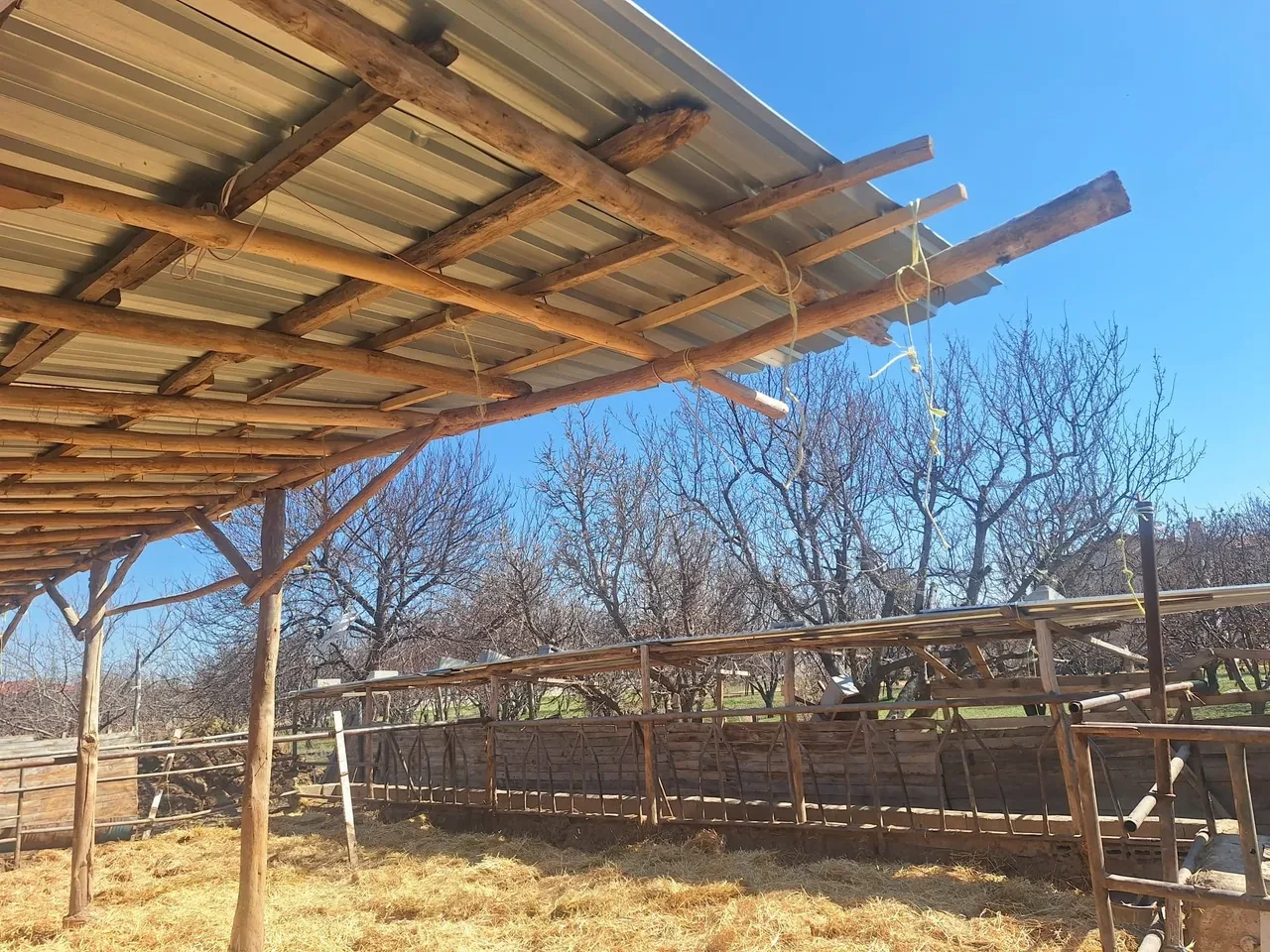 Kurbanlıkların görüntüsü sosyal medyada tepki çekti: Bakanlık inceleme başlattı