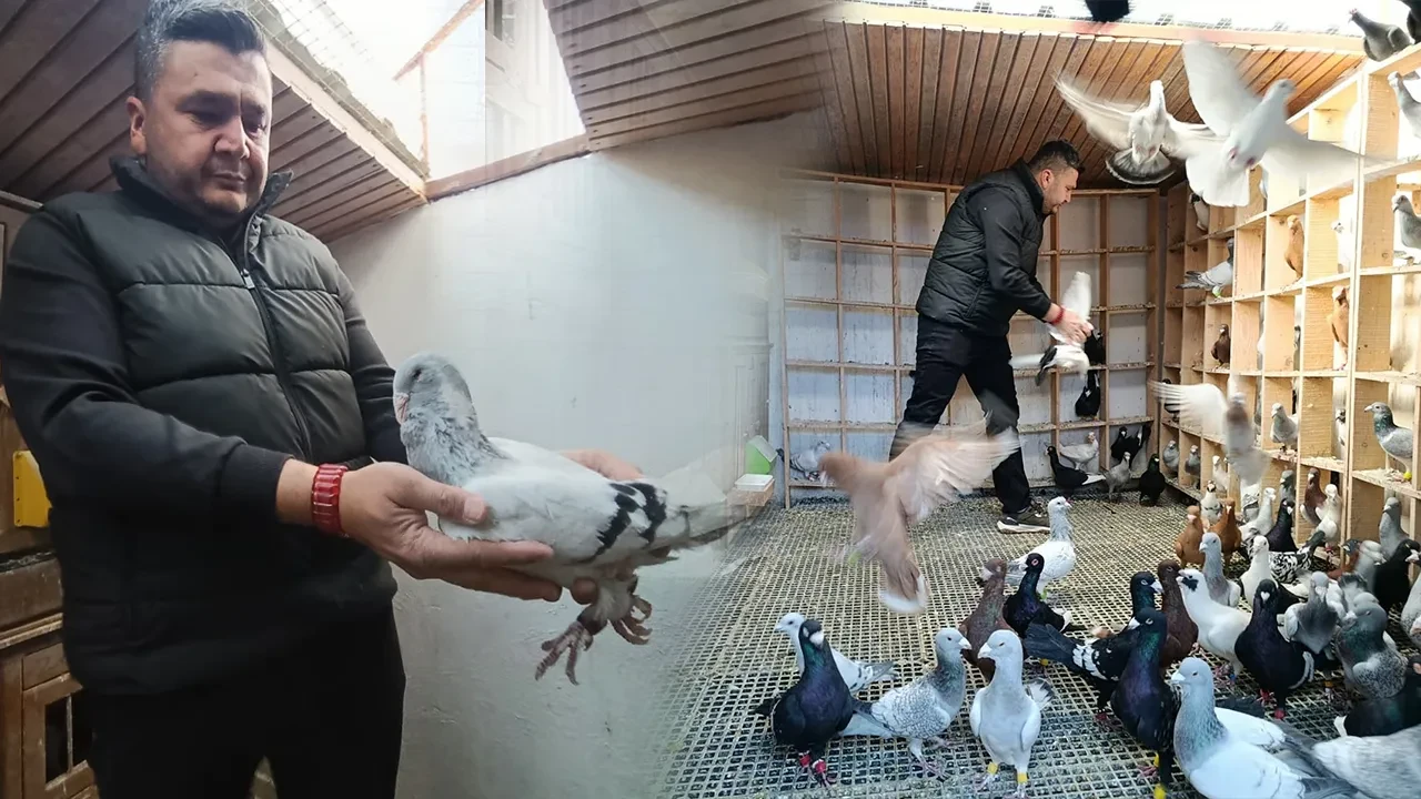 Memurluğu bırakıp güvercin yetiştirmeye başladı! Siparişlere yetişemiyor: Fiyatını duyan şoke oluyor 