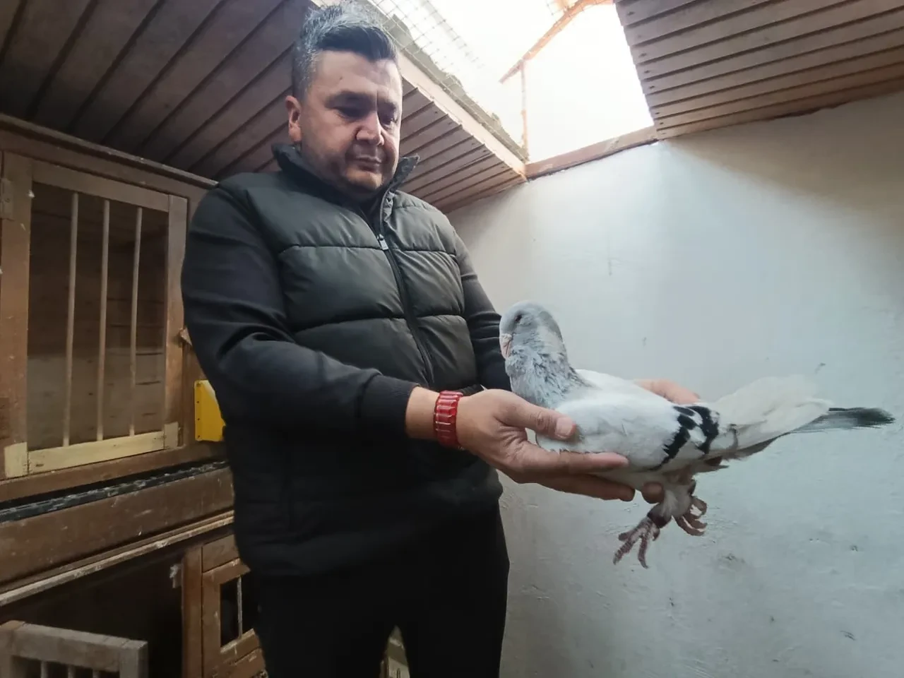 Memurluğu bırakıp güvercin yetiştirmeye başladı! Siparişlere yetişemiyor: Fiyatını duyan şoke oluyor 