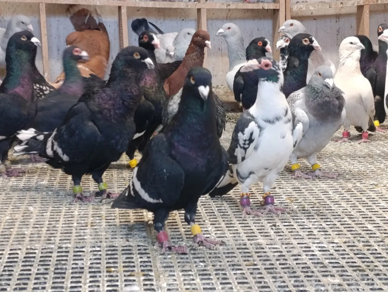 Memurluğu bırakıp güvercin yetiştirmeye başladı! Siparişlere yetişemiyor: Fiyatını duyan şoke oluyor 