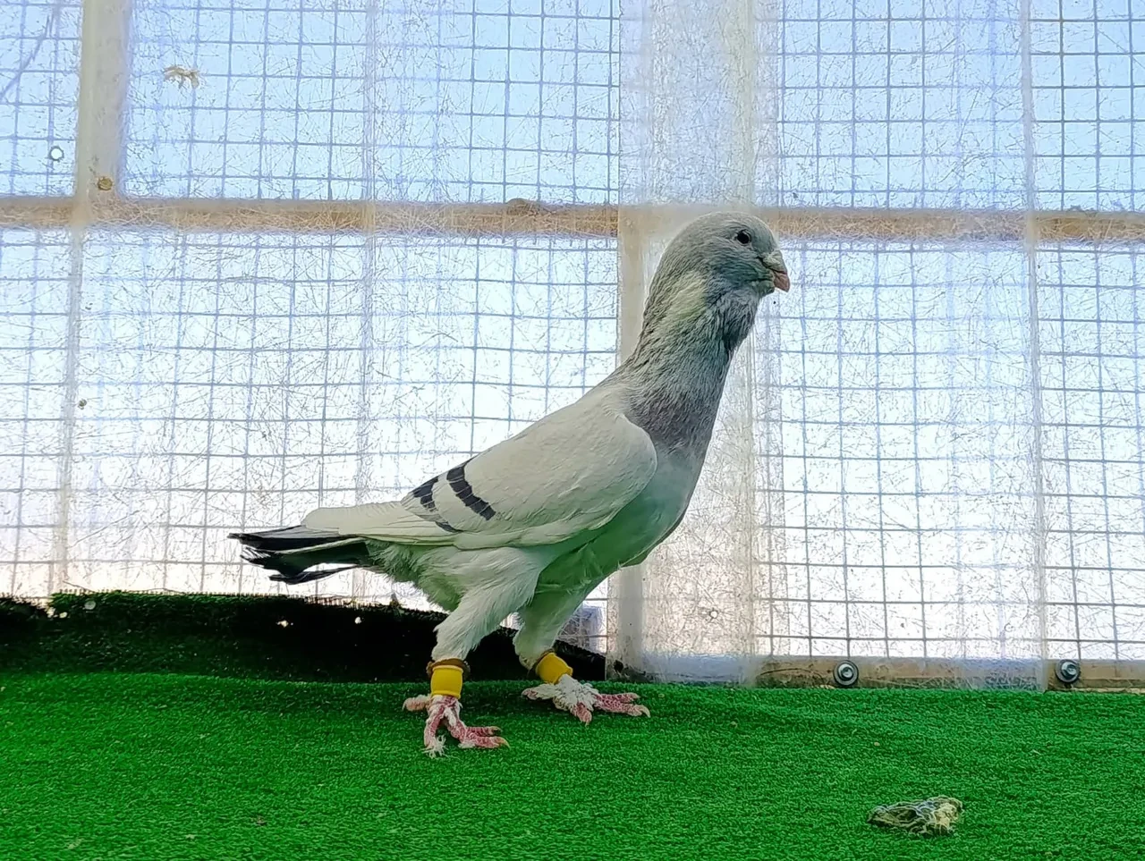 Memurluğu bırakıp güvercin yetiştirmeye başladı! Siparişlere yetişemiyor: Fiyatını duyan şoke oluyor 