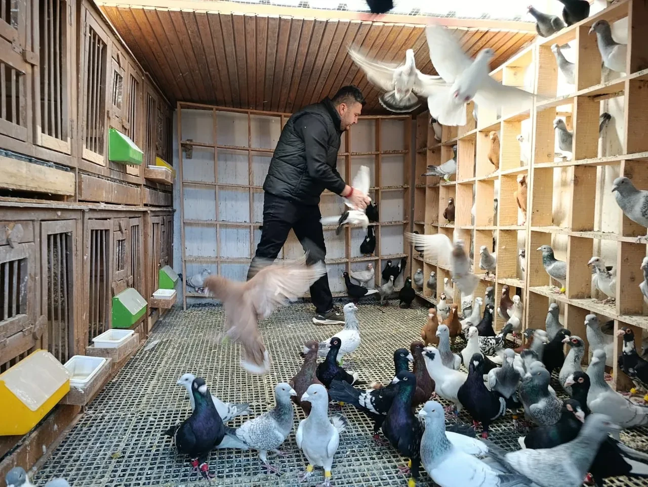 Memurluğu bırakıp güvercin yetiştirmeye başladı! Siparişlere yetişemiyor: Fiyatını duyan şoke oluyor 