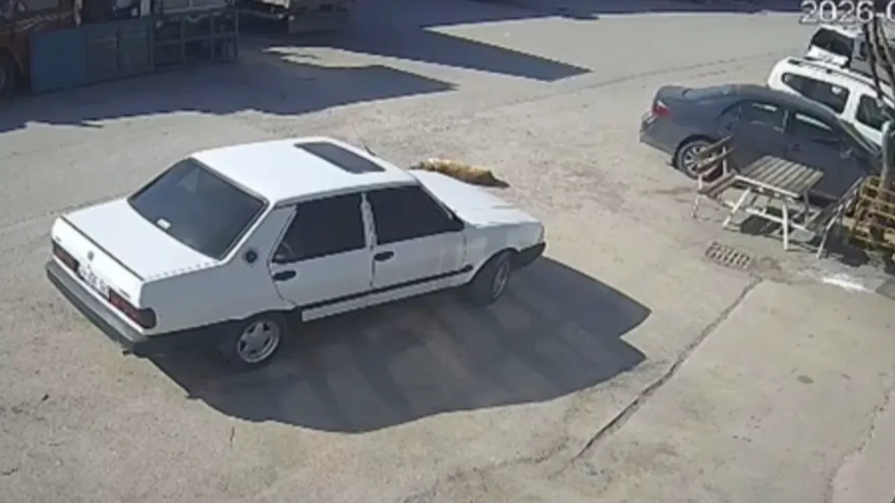 Vicdansız sürücü 