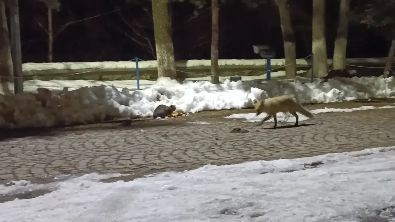 Kars’ta çizgi film sahnelerini aratmayan görüntüler: Kedi ile tilkinin ilginç karşılaşması kamerada!