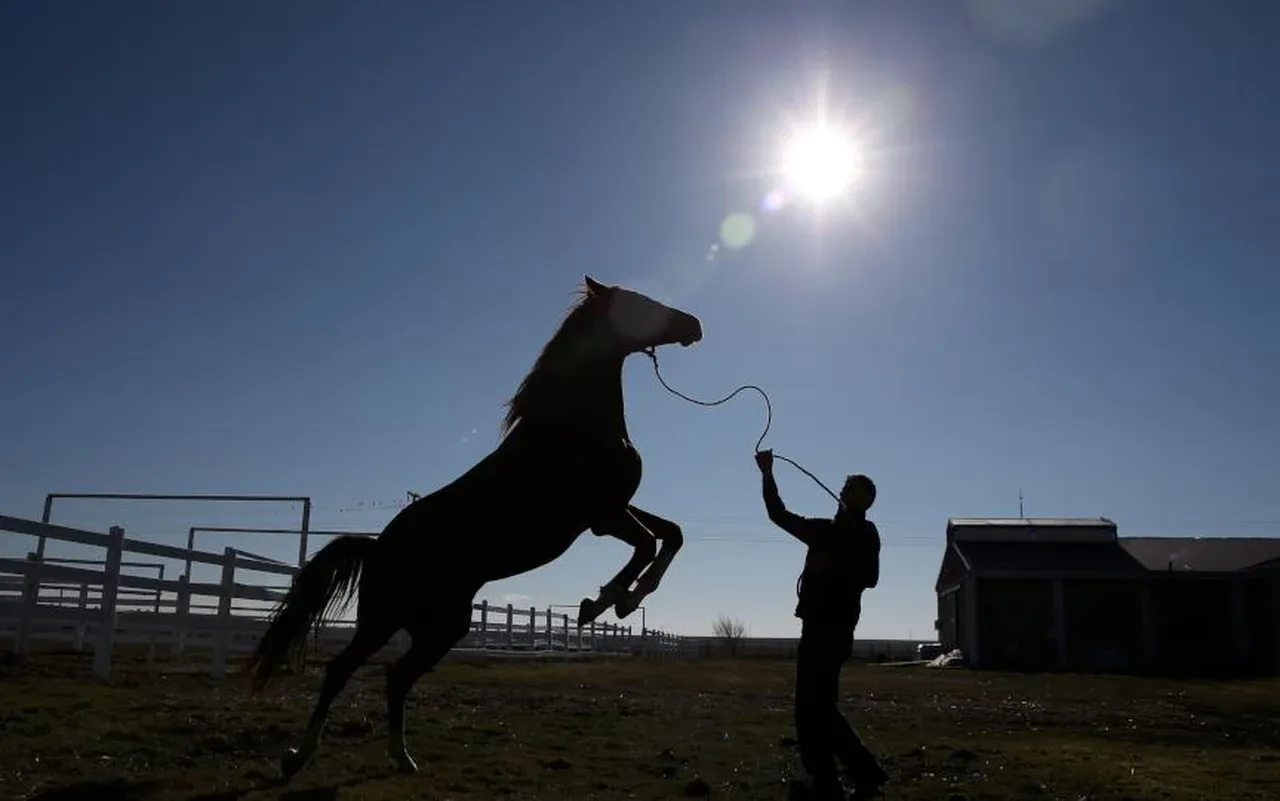 Şampiyon atı kavurma yapıp vatandaşa dağıttılar! Atın sahibi anlattıklarıyla şoke etti