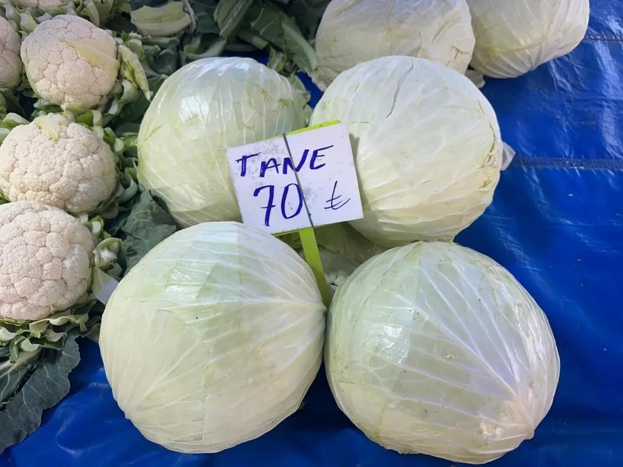 Pazarda 70 liraya satılan lahana tarlada çürümeye bırakıldı! Üreticilerin Tarım Kredi'den bir talebi var