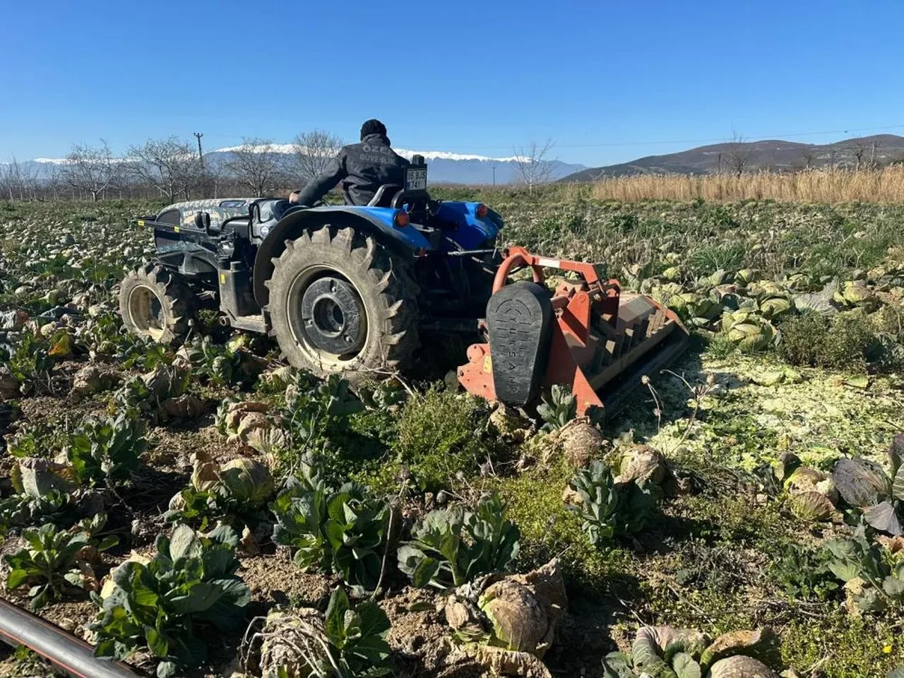 Pazarda 70 liraya satılan lahana tarlada çürümeye bırakıldı! Üreticilerin Tarım Kredi'den bir talebi var
