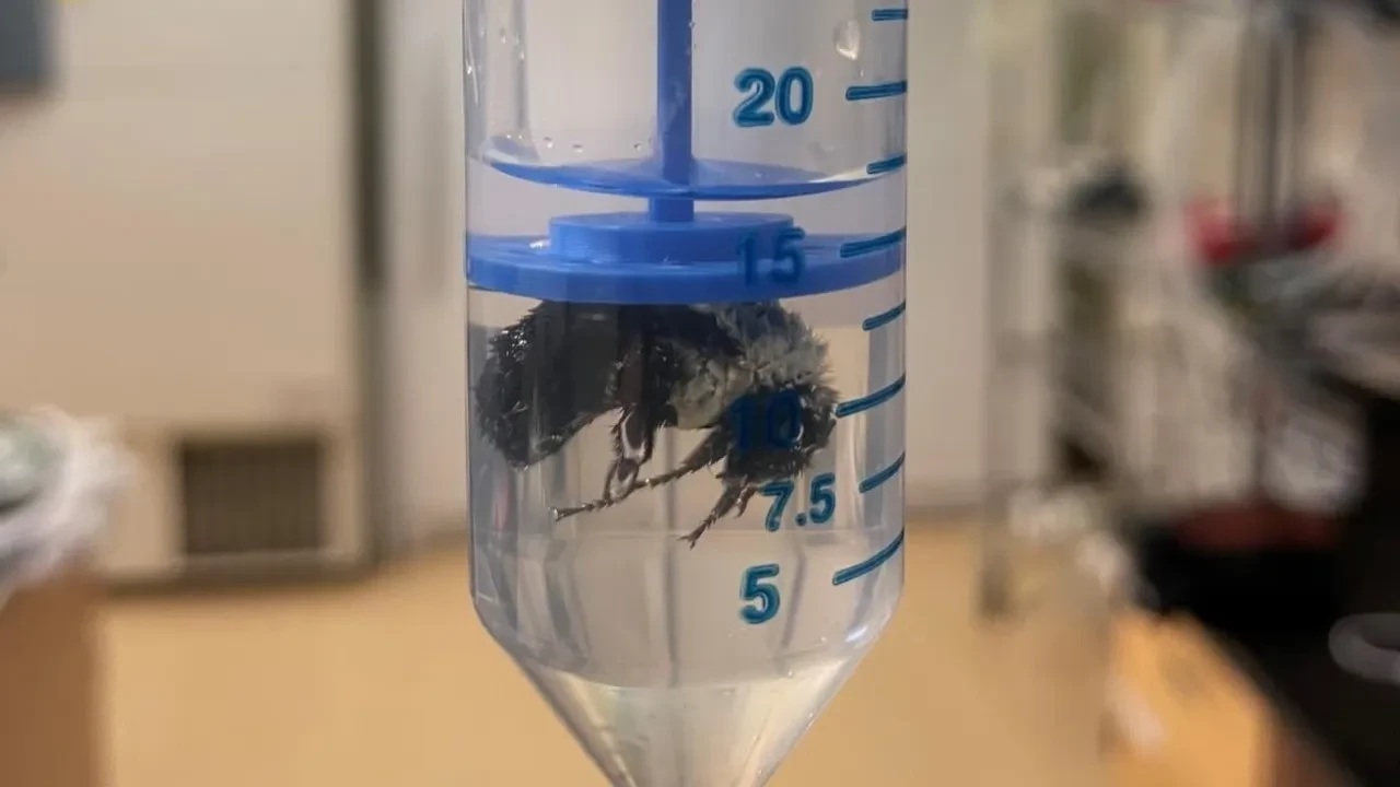 Arıların su altında boğulmadan yaşayabilmesinin sırrı çözüldü