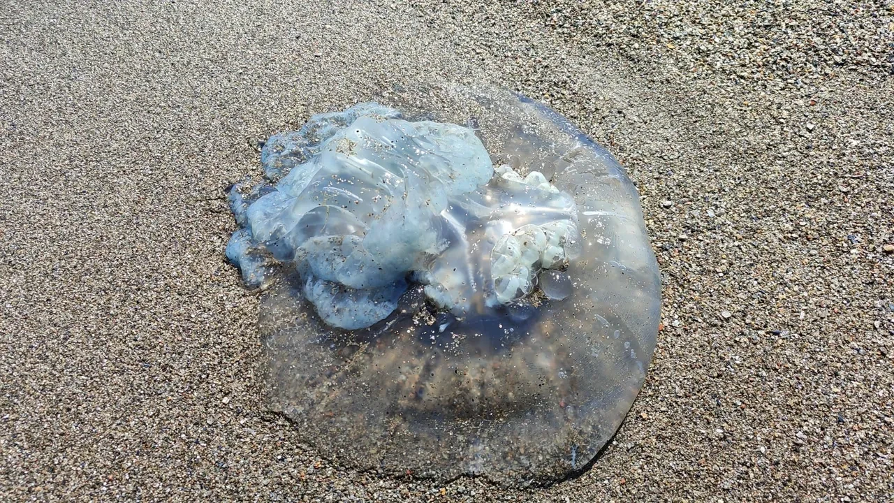 Dokunan yanıyor! Türünün en büyüğü, Antalya’da balıkçıların kabusu oldu