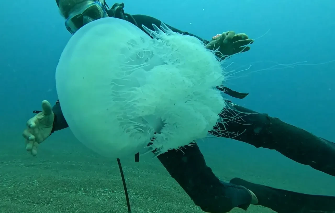 Dokunan yanıyor! Türünün en büyüğü, Antalya’da balıkçıların kabusu oldu
