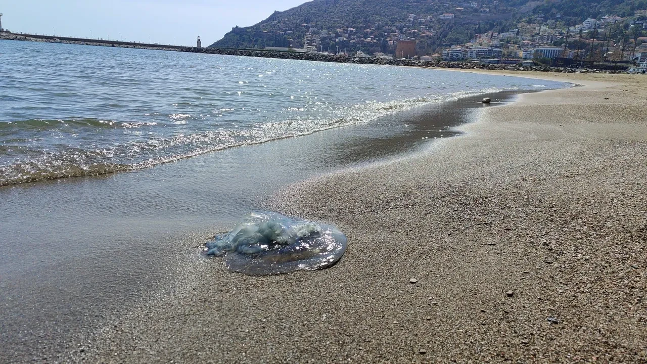 Dokunan yanıyor! Türünün en büyüğü, Antalya’da balıkçıların kabusu oldu