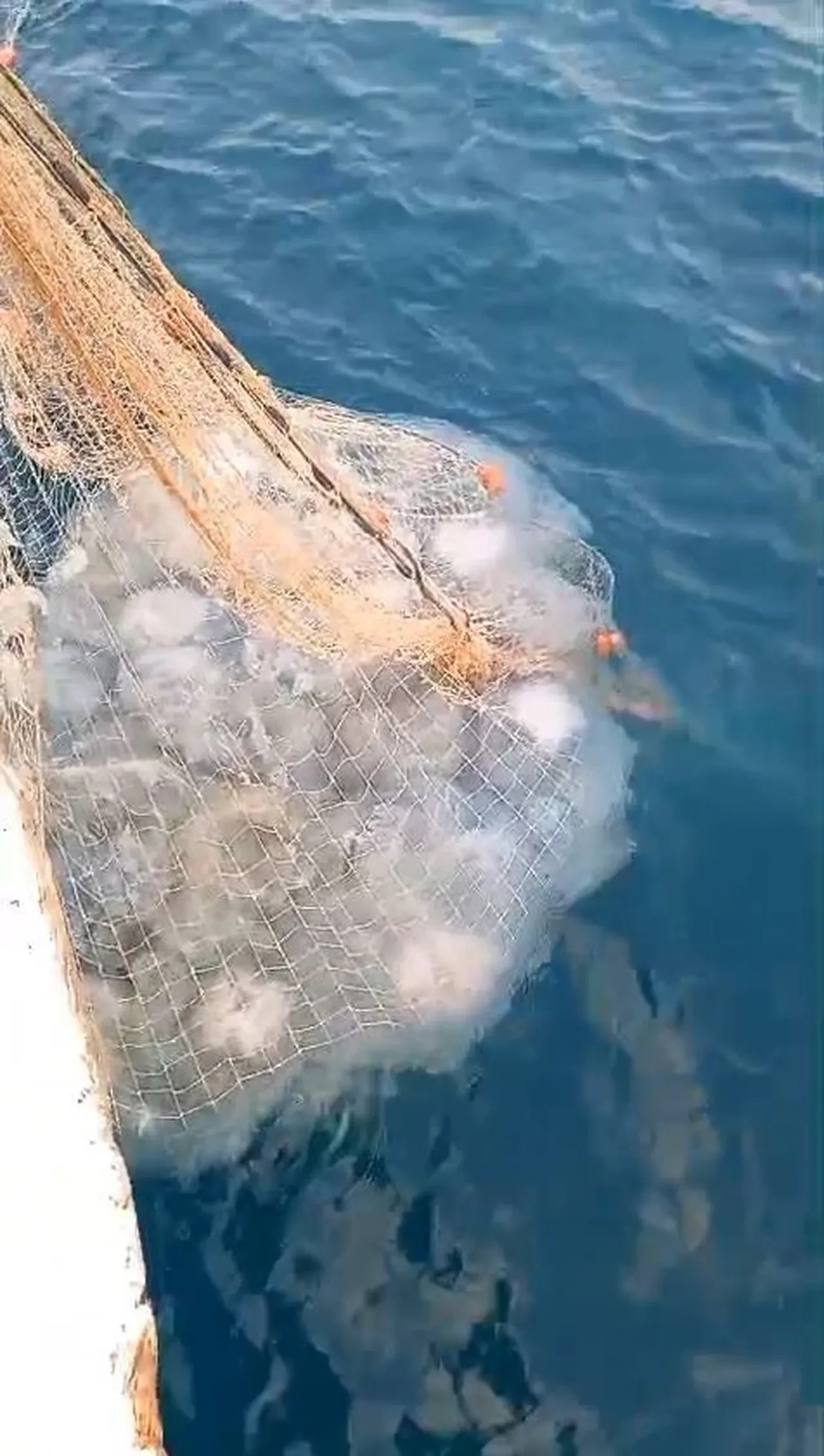 Dokunan yanıyor! Türünün en büyüğü, Antalya’da balıkçıların kabusu oldu