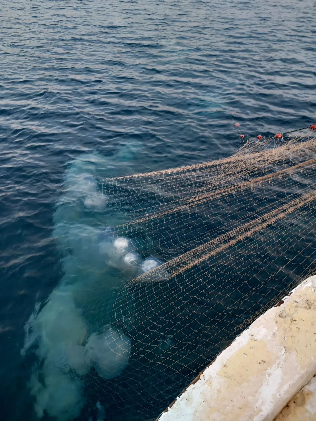 Dokunan yanıyor! Türünün en büyüğü, Antalya’da balıkçıların kabusu oldu