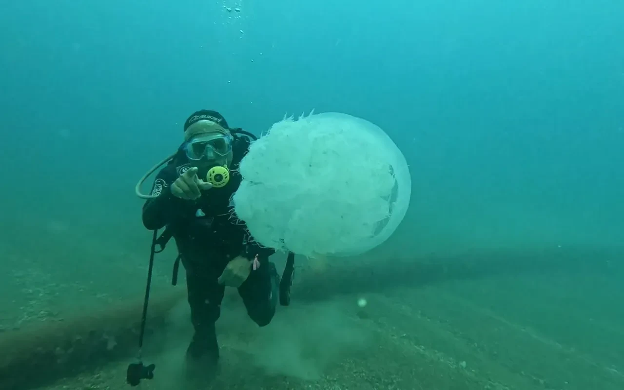 Dokunan yanıyor! Türünün en büyüğü, Antalya’da balıkçıların kabusu oldu