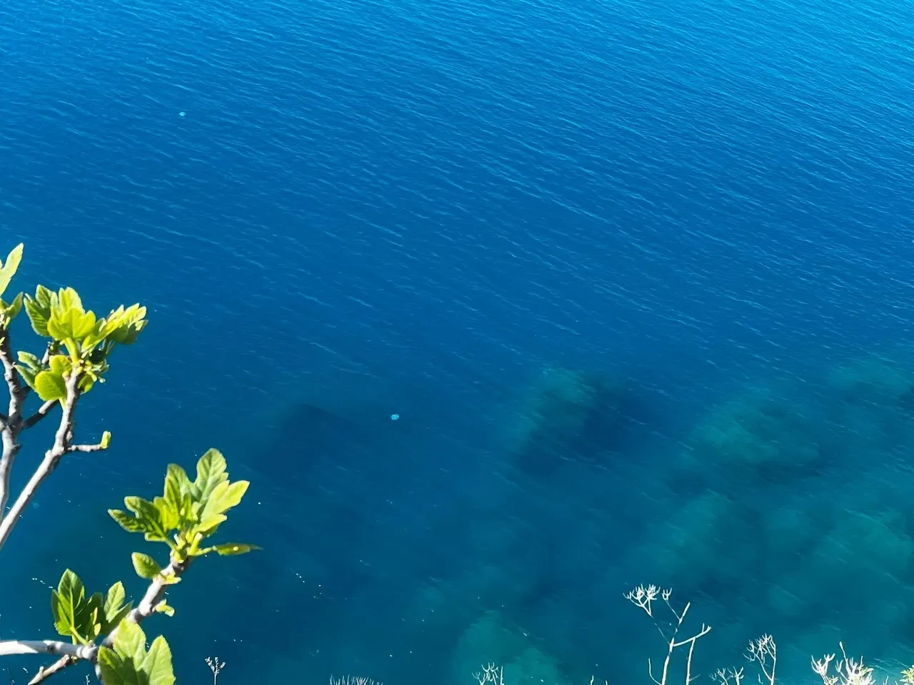 Dokunan yanıyor! Türünün en büyüğü, Antalya’da balıkçıların kabusu oldu