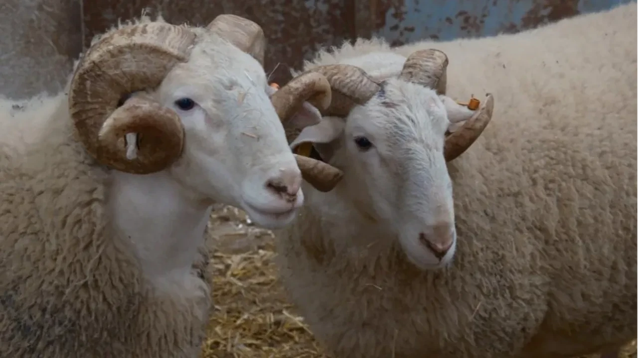 Türkiye'nin en fiyatlı koçları! Değerleri dudak uçuklatıyor 