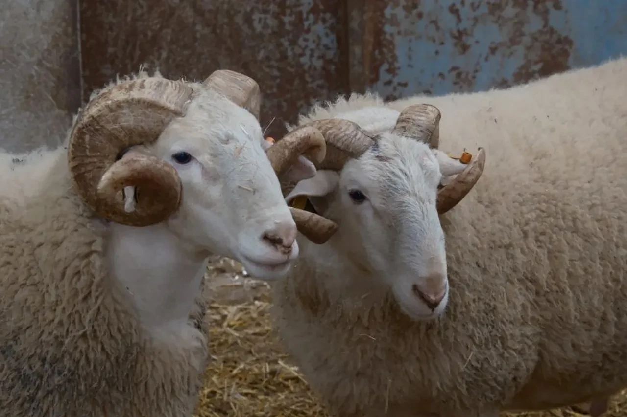 Türkiye'nin en değerli koçları! Fiyatları dudak uçuklatıyor 