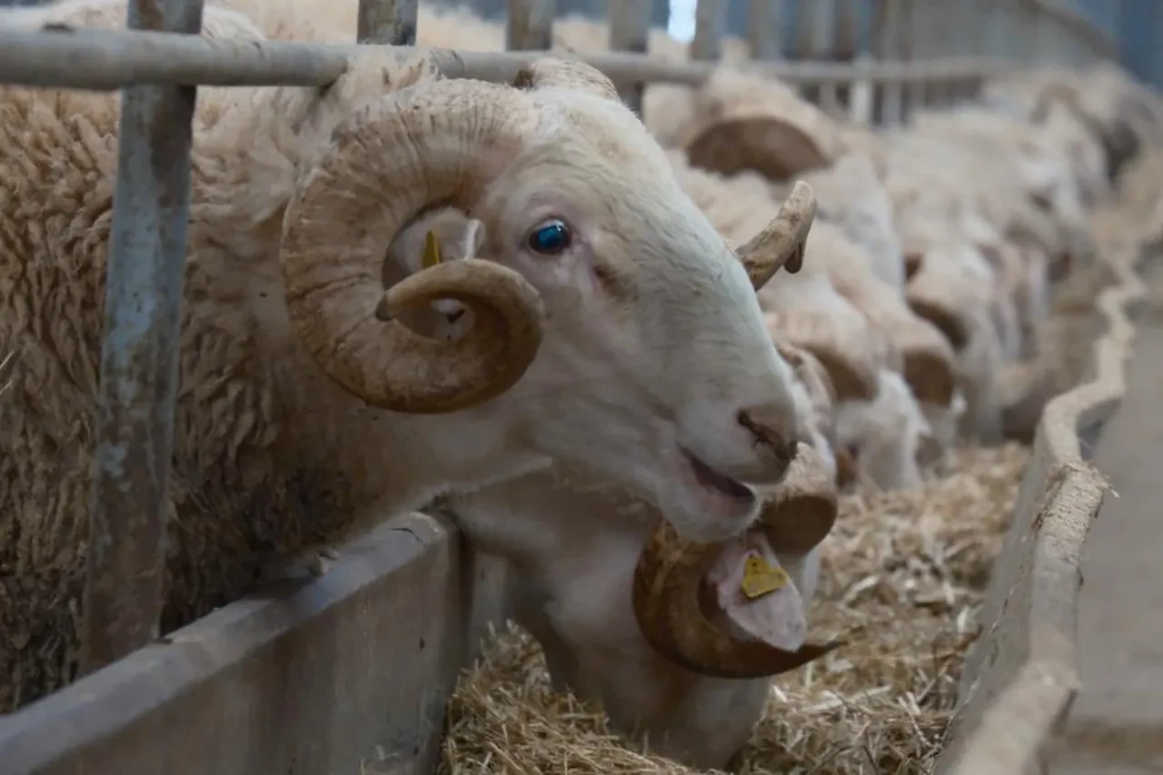 Türkiye'nin en değerli koçları! Fiyatları dudak uçuklatıyor 