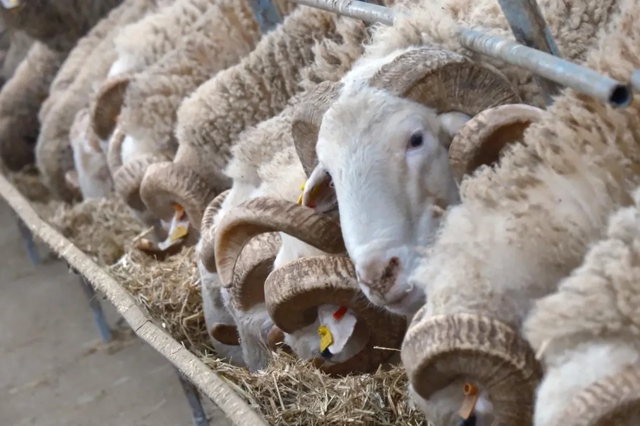 Türkiye'nin en değerli koçları! Fiyatları dudak uçuklatıyor 