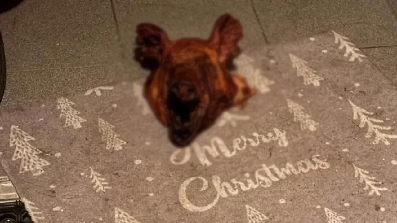 Avusturya'da Türk aileye iğrenç saldırı! Evlerinin önüne domuz kafası bırakıldı