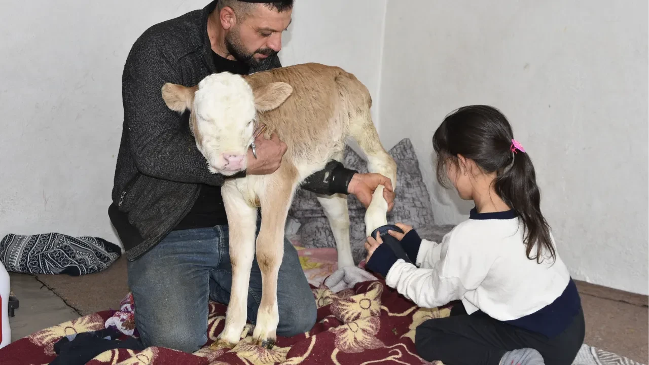 Çorap giydirip, soba başında besliyorlar: Hasta buzağıya evde özel bakım