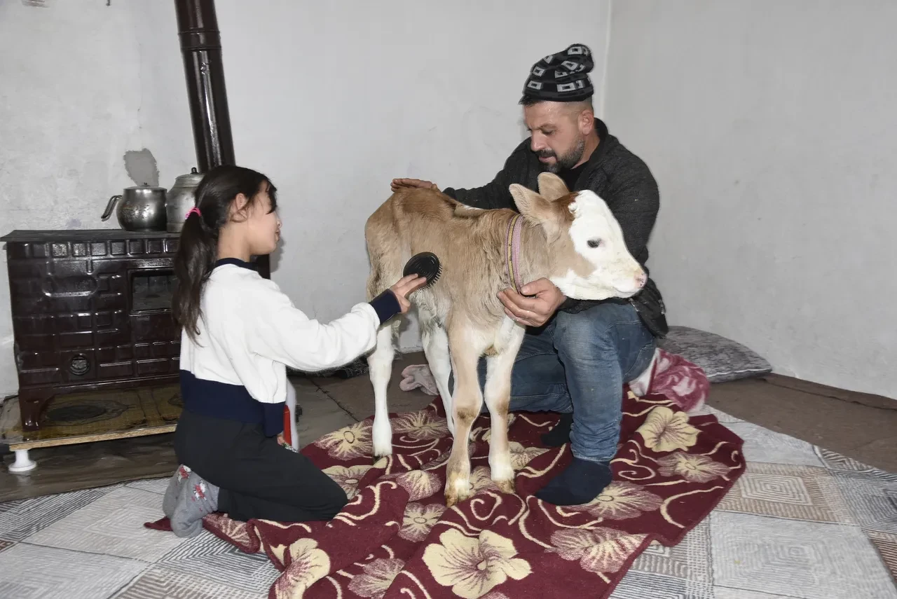 Çorap giydirip, soba başında besliyorlar: Hasta buzağıya evde özel bakım