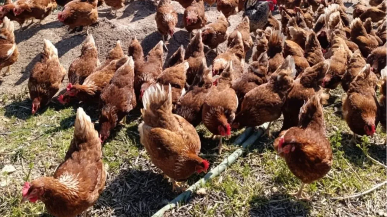 Şehirde kirasını ödeyemiyordu, köyde patron oldu! Bu tavuklar 'nakit' yumurtluyor