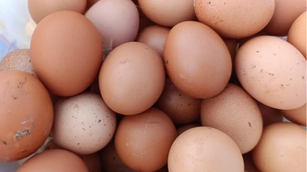 Şehirde kirasını ödeyemiyordu, köyde patron oldu! Bu tavuklar 'nakit' yumurtluyor